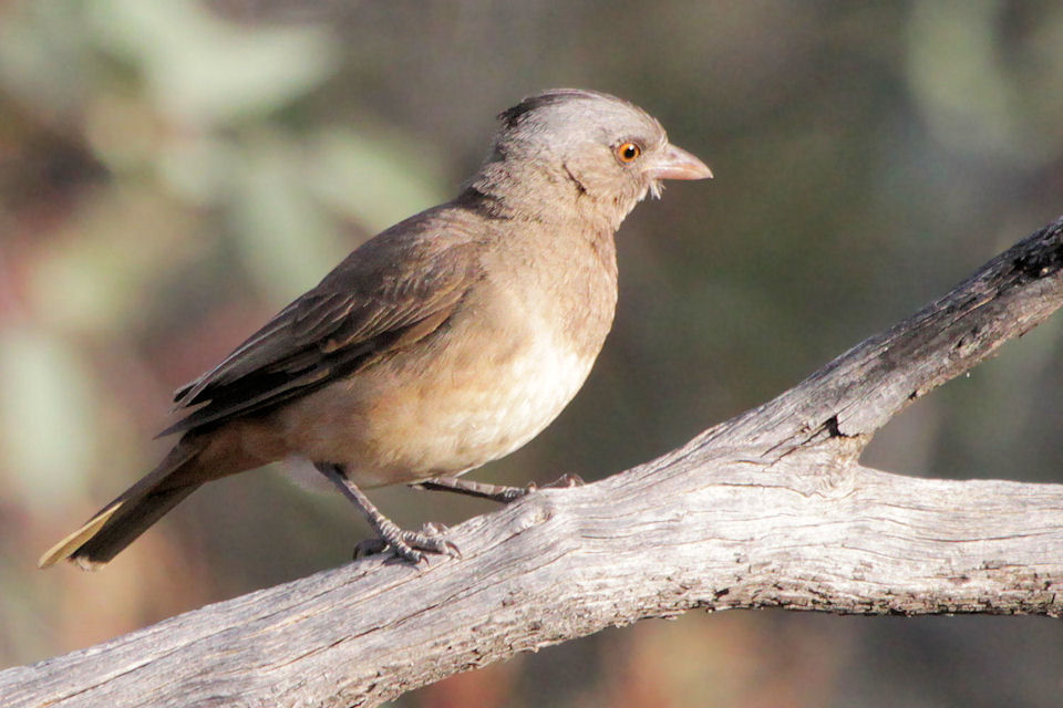 Crested Bellbird (Oreoica gutturalis)